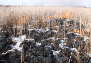 Buveinių atkūrimas - kontroliuojamas deginimas- Zvanets pelkėje, Baltarusijoje